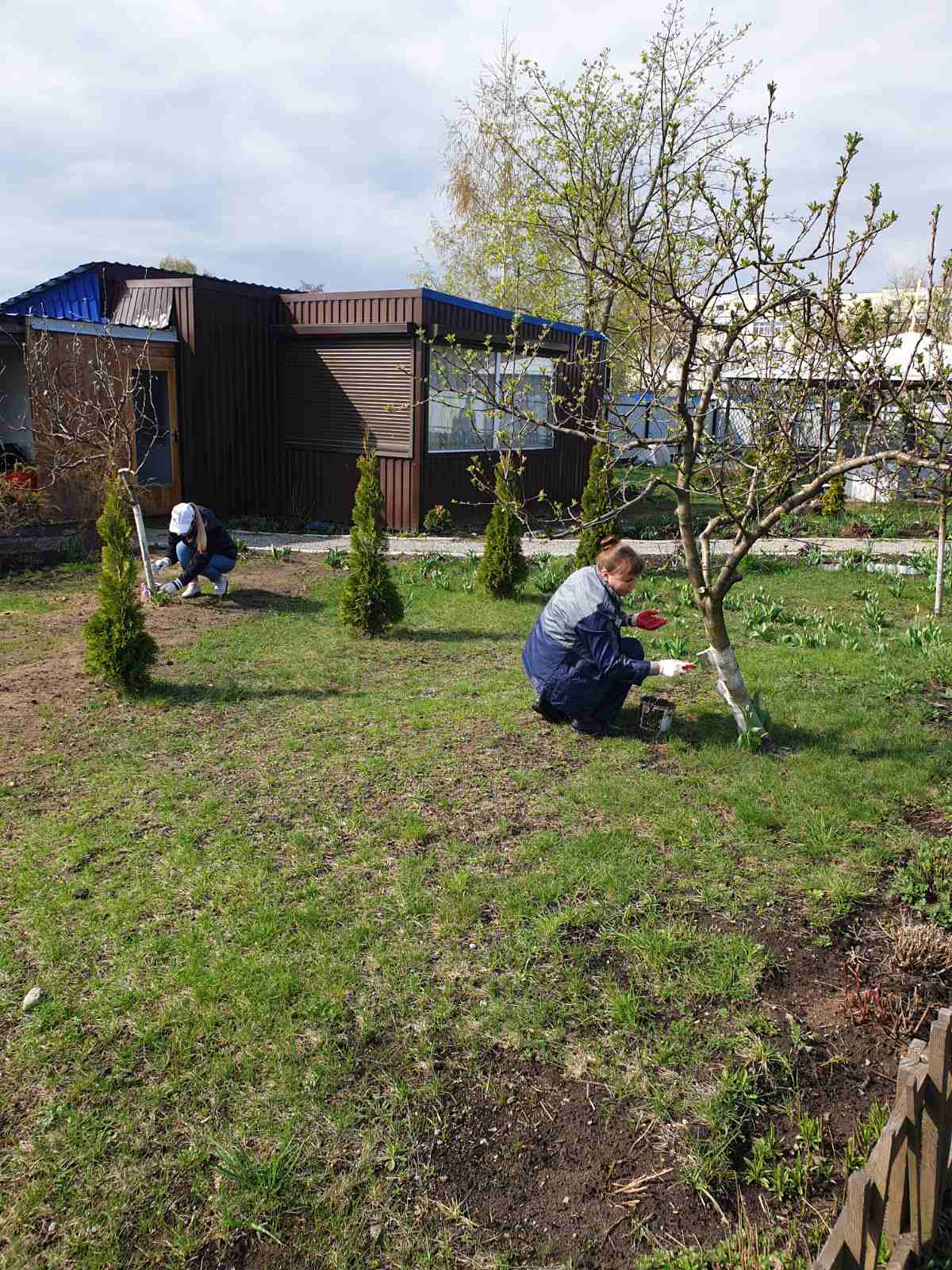 Побелка деревьев