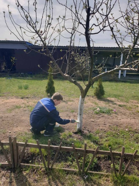 Побелка деревьев